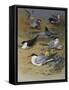 Various Terns, 1915-Archibald Thorburn-Framed Stretched Canvas