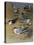 Various Terns, 1915-Archibald Thorburn-Stretched Canvas