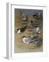 Various Terns, 1915-Archibald Thorburn-Framed Giclee Print