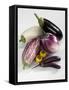 Various Types of Aubergines-Karl Newedel-Framed Stretched Canvas