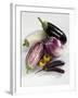 Various Types of Aubergines-Karl Newedel-Framed Photographic Print