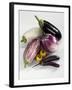 Various Types of Aubergines-Karl Newedel-Framed Photographic Print