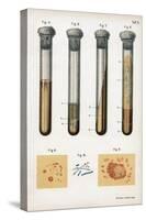 Various Types of Bacteria, 1889-null-Stretched Canvas