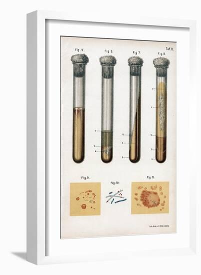 Various Types of Bacteria, 1889-null-Framed Giclee Print