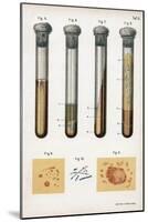 Various Types of Bacteria, 1889-null-Mounted Giclee Print