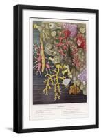 Various Types of Colourful Coral-Lackerbauer-Framed Art Print