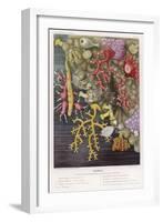 Various Types of Colourful Coral-Lackerbauer-Framed Art Print