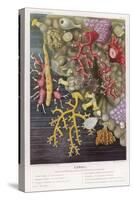 Various Types of Colourful Coral-Lackerbauer-Stretched Canvas