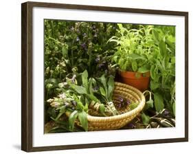 Various Types of Sage-Roland Krieg-Framed Photographic Print