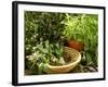 Various Types of Sage-Roland Krieg-Framed Photographic Print