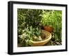 Various Types of Sage-Roland Krieg-Framed Photographic Print