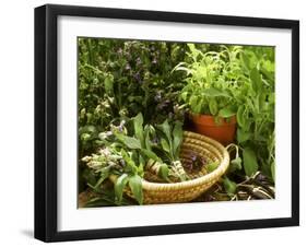Various Types of Sage-Roland Krieg-Framed Photographic Print