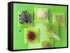 Various Types of Sprouts and Sprouted Seeds-Jan-peter Westermann-Framed Stretched Canvas