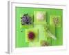 Various Types of Sprouts and Sprouted Seeds-Jan-peter Westermann-Framed Photographic Print