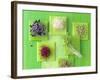 Various Types of Sprouts and Sprouted Seeds-Jan-peter Westermann-Framed Photographic Print