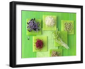 Various Types of Sprouts and Sprouted Seeds-Jan-peter Westermann-Framed Photographic Print