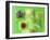 Various Types of Sprouts and Sprouted Seeds-Jan-peter Westermann-Framed Photographic Print