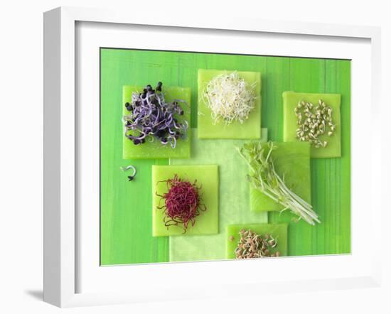 Various Types of Sprouts and Sprouted Seeds-Jan-peter Westermann-Framed Photographic Print