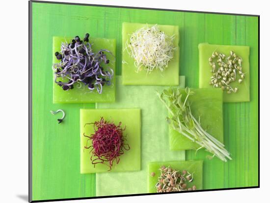 Various Types of Sprouts and Sprouted Seeds-Jan-peter Westermann-Mounted Photographic Print