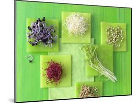 Various Types of Sprouts and Sprouted Seeds-Jan-peter Westermann-Mounted Photographic Print