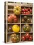 Various Types of Tomatoes in Type Case-null-Stretched Canvas