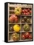 Various Types of Tomatoes in Type Case-null-Framed Stretched Canvas