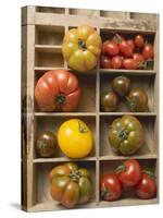 Various Types of Tomatoes in Type Case-null-Stretched Canvas