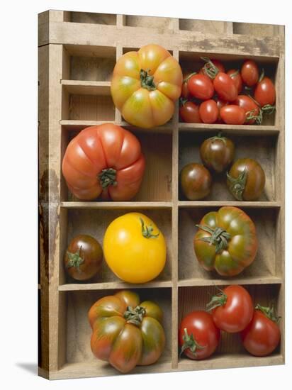 Various Types of Tomatoes in Type Case-null-Stretched Canvas