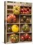 Various Types of Tomatoes in Type Case-null-Stretched Canvas