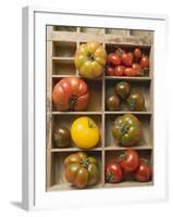 Various Types of Tomatoes in Type Case-null-Framed Photographic Print