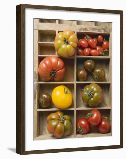 Various Types of Tomatoes in Type Case-null-Framed Photographic Print