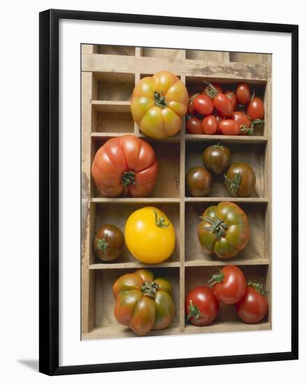 Various Types of Tomatoes in Type Case-null-Framed Photographic Print