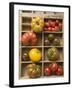 Various Types of Tomatoes in Type Case-null-Framed Photographic Print