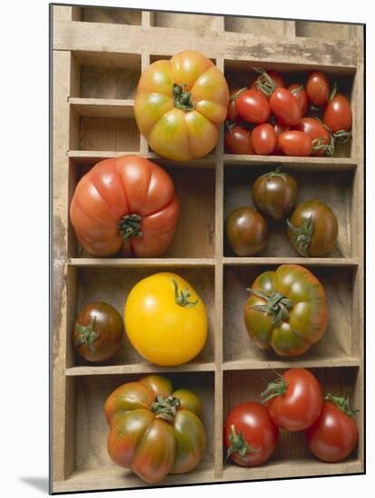 Various Types of Tomatoes in Type Case-null-Mounted Photographic Print