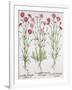 Various Varieties of Dianthus, from the Hortus Eystettensis by Basil Besler-null-Framed Giclee Print