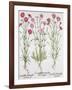 Various Varieties of Dianthus, from the Hortus Eystettensis by Basil Besler-null-Framed Giclee Print