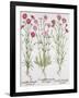 Various Varieties of Dianthus, from the Hortus Eystettensis by Basil Besler-null-Framed Giclee Print