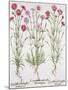 Various Varieties of Dianthus, from the Hortus Eystettensis by Basil Besler-null-Mounted Giclee Print