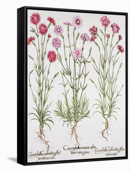 Various Varieties of Dianthus, from the Hortus Eystettensis by Basil Besler-null-Framed Stretched Canvas