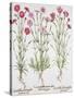 Various Varieties of Dianthus, from the Hortus Eystettensis by Basil Besler-null-Stretched Canvas