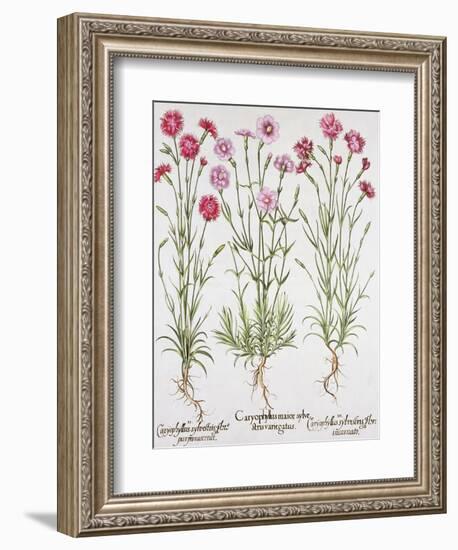 Various Varieties of Dianthus, from the Hortus Eystettensis by Basil Besler-null-Framed Giclee Print