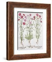 Various Varieties of Dianthus, from the Hortus Eystettensis by Basil Besler-null-Framed Giclee Print