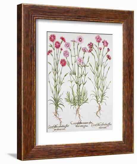 Various Varieties of Dianthus, from the Hortus Eystettensis by Basil Besler-null-Framed Giclee Print