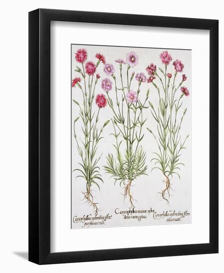 Various Varieties of Dianthus, from the Hortus Eystettensis by Basil Besler-null-Framed Giclee Print