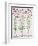 Various Varieties of Dianthus, from the Hortus Eystettensis by Basil Besler-null-Framed Giclee Print