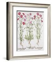 Various Varieties of Dianthus, from the Hortus Eystettensis by Basil Besler-null-Framed Giclee Print