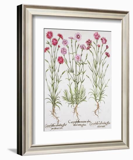 Various Varieties of Dianthus, from the Hortus Eystettensis by Basil Besler-null-Framed Giclee Print