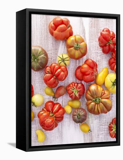 Various Varieties of Tomatoes-Oliver Brachat-Framed Stretched Canvas