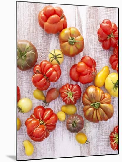 Various Varieties of Tomatoes-Oliver Brachat-Mounted Photographic Print