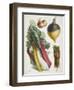 Various Vegetables Including Carrots, Onions, Swede and Chard-null-Framed Giclee Print